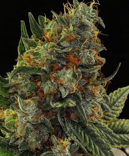 Girl Scout Cookies